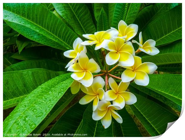 Frangipani flower Print by Nicolas Boivin