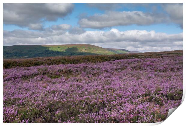 Hawnby Heather Print by Kevin Winter