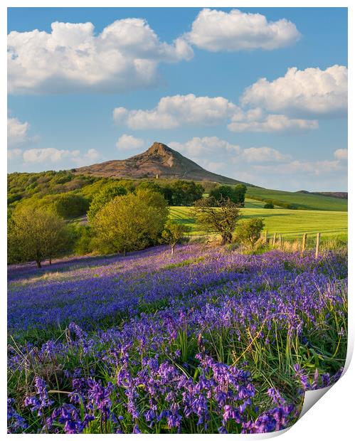 Carpet of Bluebells by Roseberry Topping Print by Kevin Winter