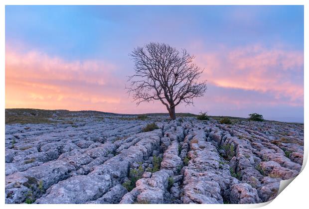 Malham Lone tree at sunrise Print by Kevin Winter