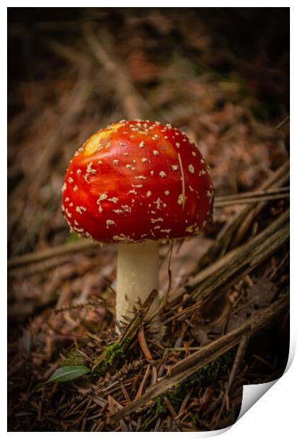 Amanita muscaria Print by Kevin Winter