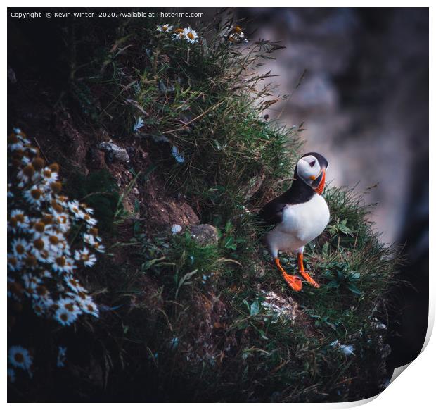 Lone Puffin Print by Kevin Winter