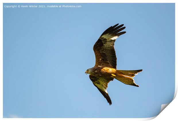 Red Kite in flight Print by Kevin Winter