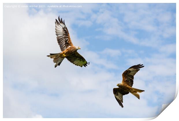 Red Kites circling for food Print by Kevin Winter