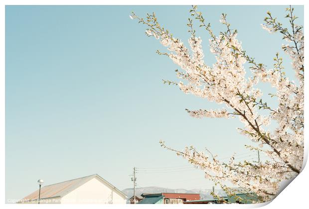 Cherry blossom and village house in Japan Print by Sanga Park
