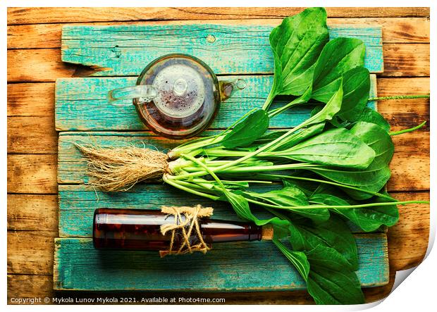 Plantain in herbal medicine,homeopathic herbs Print by Mykola Lunov Mykola