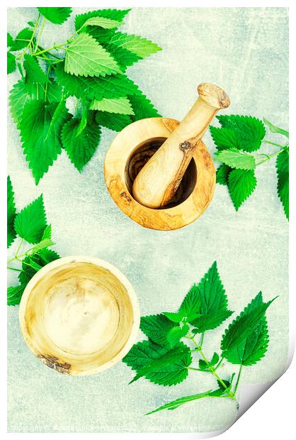 Fresh nettle leaves,herbal medicine. Print by Mykola Lunov Mykola