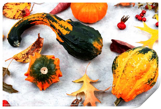 Autumn herbarium and pumpkins Print by Mykola Lunov Mykola
