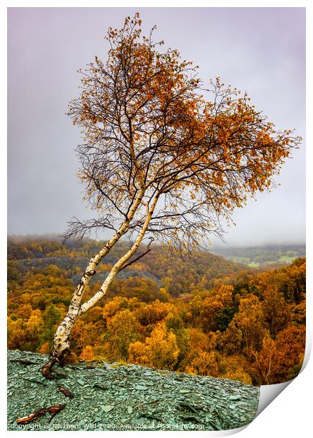 Heart tree Lake District Print by Northern Wild