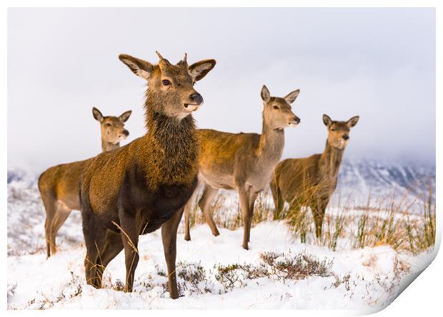 Red Deer family Scottish Highlands Winter Print by Northern Wild