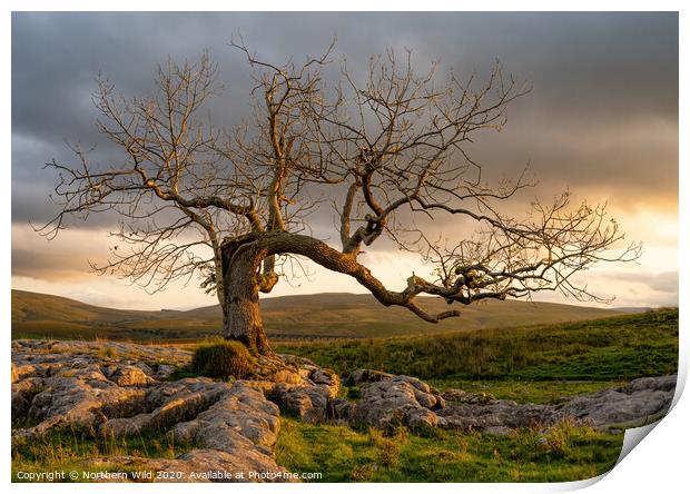 Dramatic tree Yorkshire Dales Print by Northern Wild