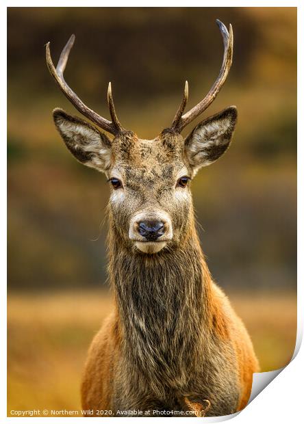 Red Deer Stag Print by Northern Wild