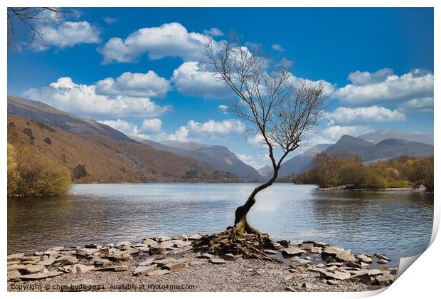 Famous Lone Tree Llanberis Print by chris hyde