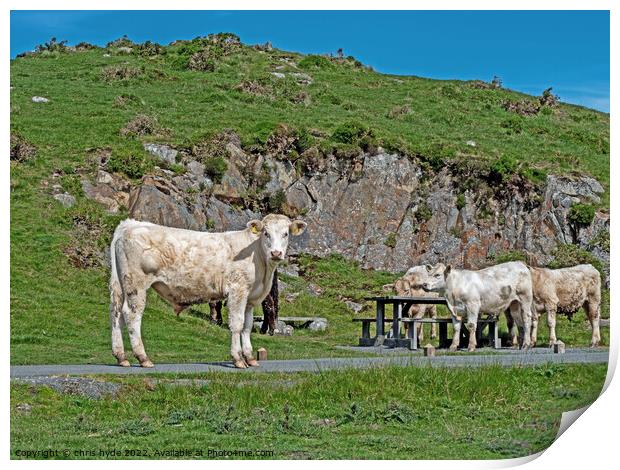 Cattle on Welsh Hilltop Print by chris hyde