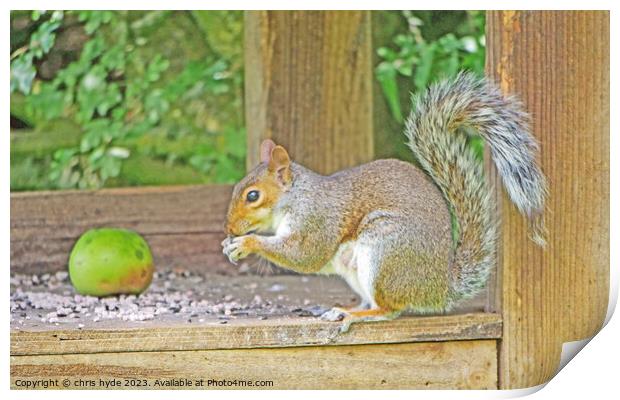 Squirrel Eating Nuts on Table Print by chris hyde