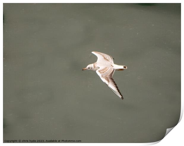 low flying gull Print by chris hyde