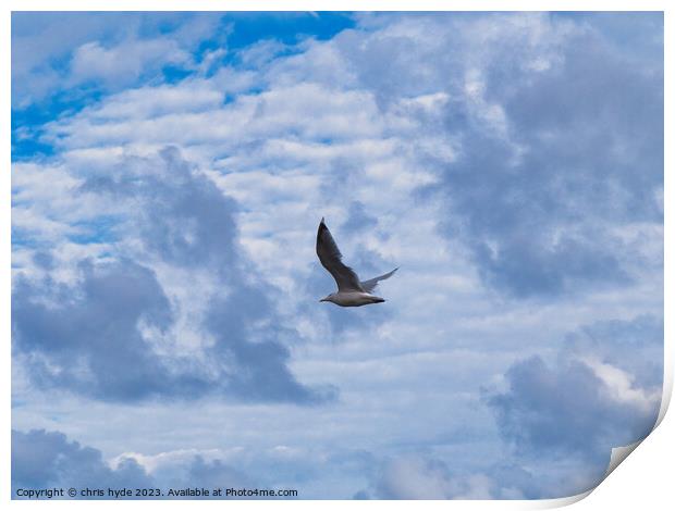 Lone gull Print by chris hyde