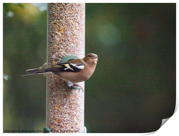Chaffinch on feeder Print by chris hyde