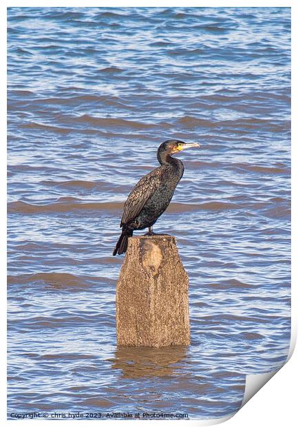 cormorant oon wooden piling Print by chris hyde