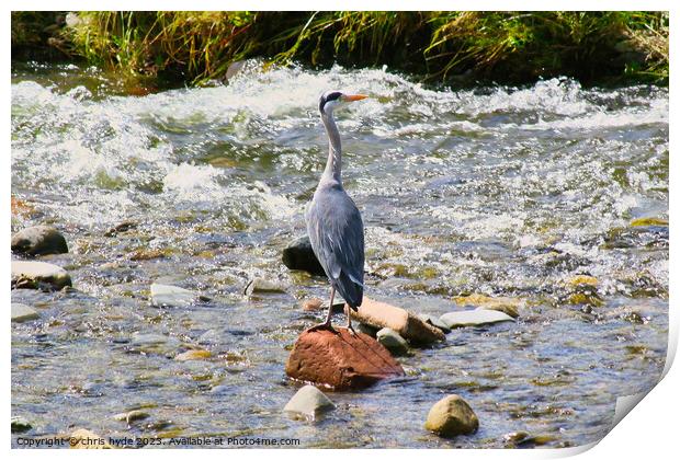 Heron Fishing on River  Print by chris hyde