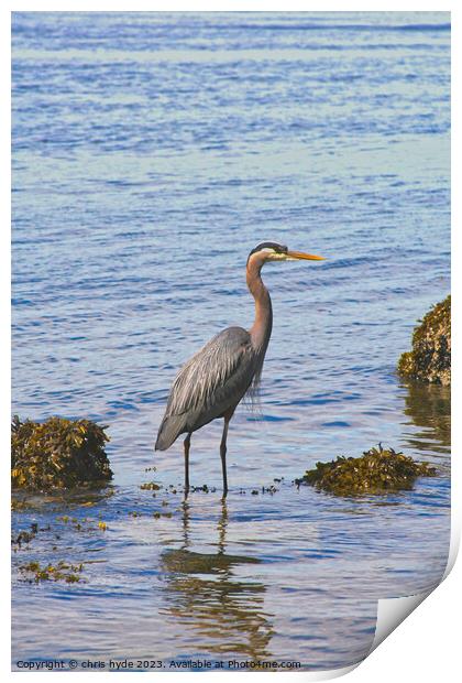 heron wading on foreshore Print by chris hyde