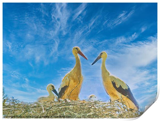 Storks nesting with chick Print by chris hyde