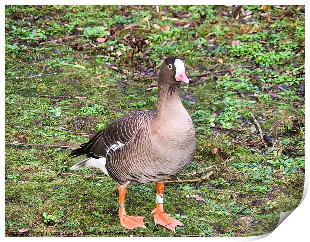 Lesser White Fronted Goose Print by chris hyde