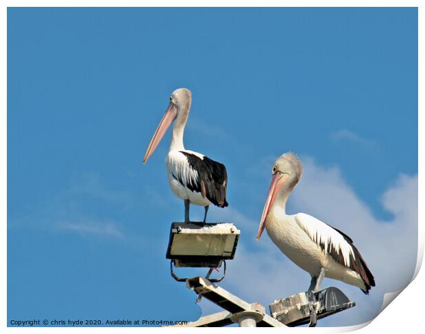 pelicans on mast Print by chris hyde