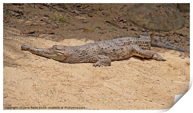 freshwater crocodile Print by chris hyde