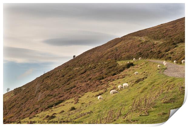 Moel Famau Sheep Roaming Print by chris hyde