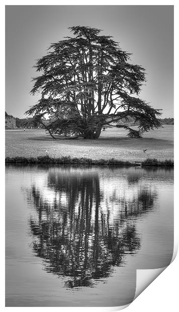 Reflections Tree Print by David French