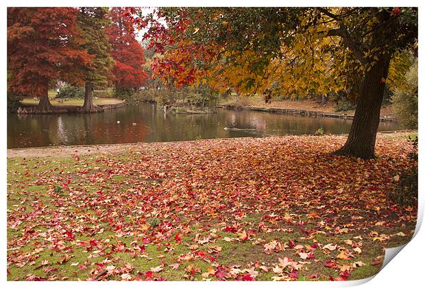 Valence Park  Autumnal Print by David French
