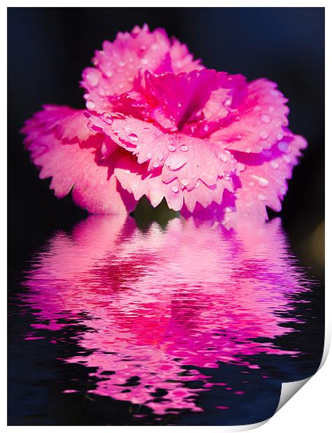 Floral Digital Art Pinks Print by David French