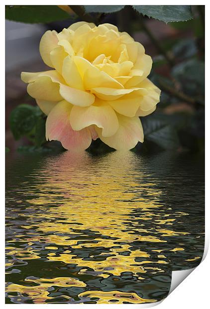 Yellow Rose hint of pink flood Print by David French