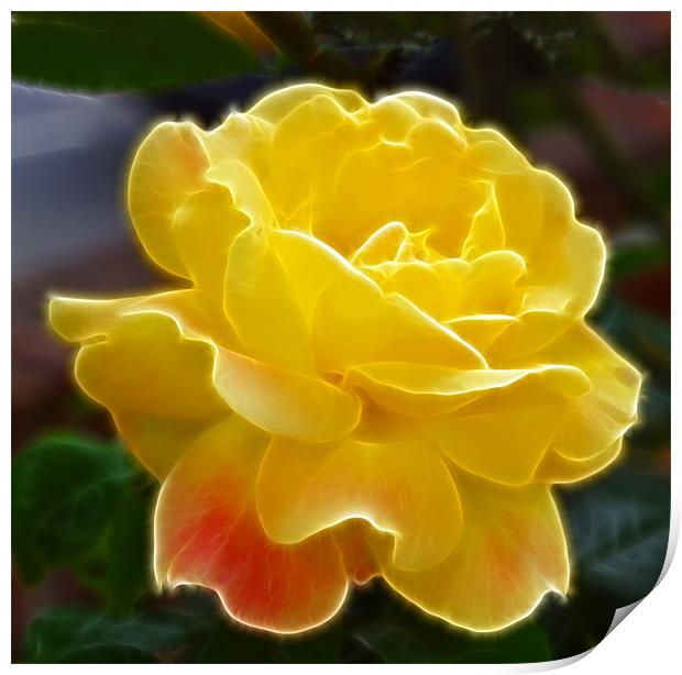 Yellow Rose hint of pink fractals flood Print by David French