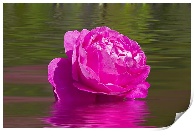 Candy Pink Rose Print by David French