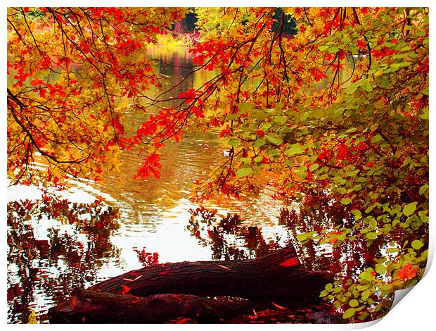 Autumn leafs Print by David French