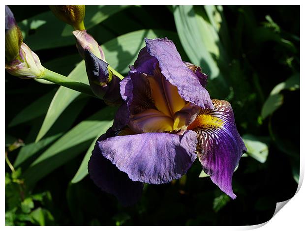 A water Iris Print by David French