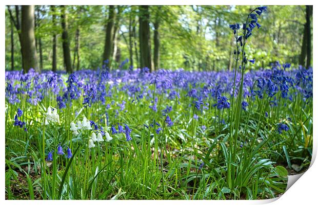 Chalet Wood Wanstead Park Bluebells Print by David French