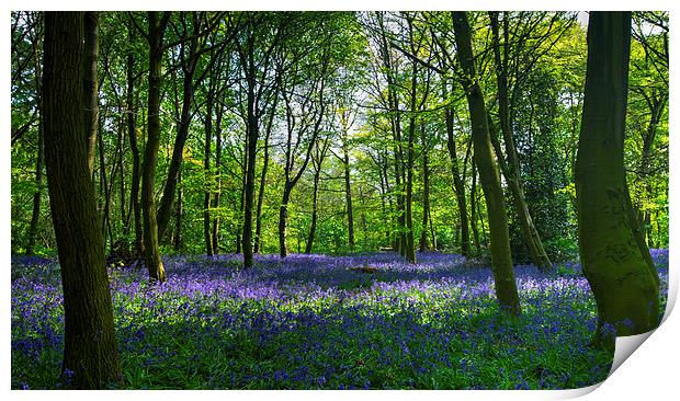 Chalet Wood Wanstead Park Bluebells Print by David French