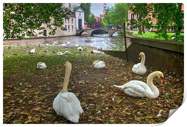 Swans in Bruge Belgium Print by David French