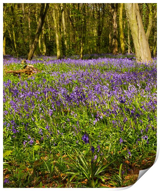 Chalet Bluebell Woods Print by David French