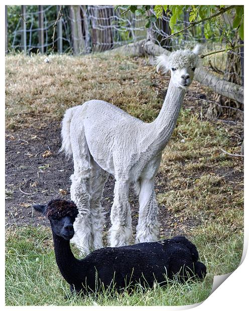 Al Paca Print by David French