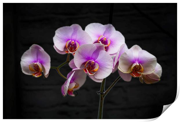 Stunning Pink Orchids Print by David French