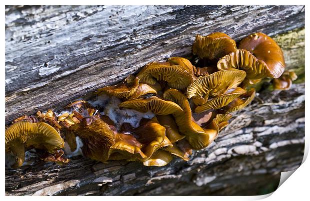 Fungi Print by David French