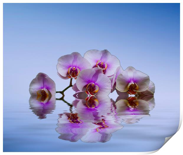 Pink Orchids Blue background Print by David French