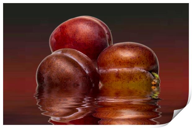 Victoria Plums Print by David French