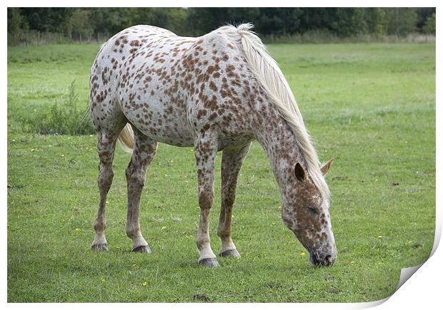 Appaloosa breed horse grazing Print by David French