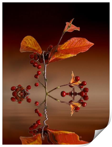 Autumn leafs and red berries Print by David French