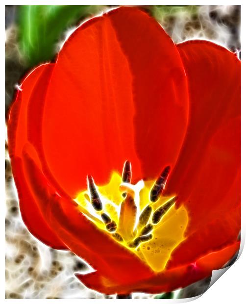 Tulip Fractals Print by David French